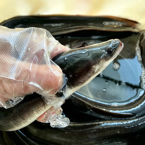 Eel cut into sections showing firm white flesh